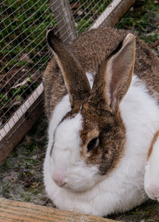 Изображение 521