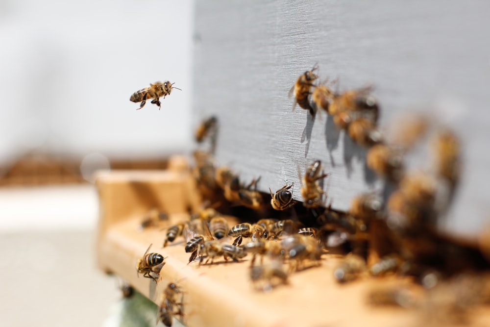 Сколько может зарабатывать пчеловод