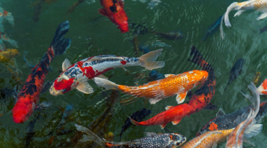 Изображение новости 5059