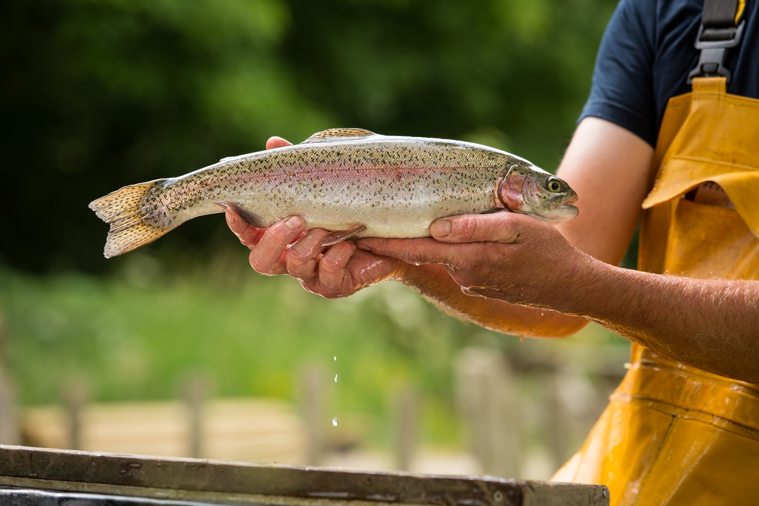 Как начать бизнес по разведению рыбы и избежать типичных ошибок новичков
