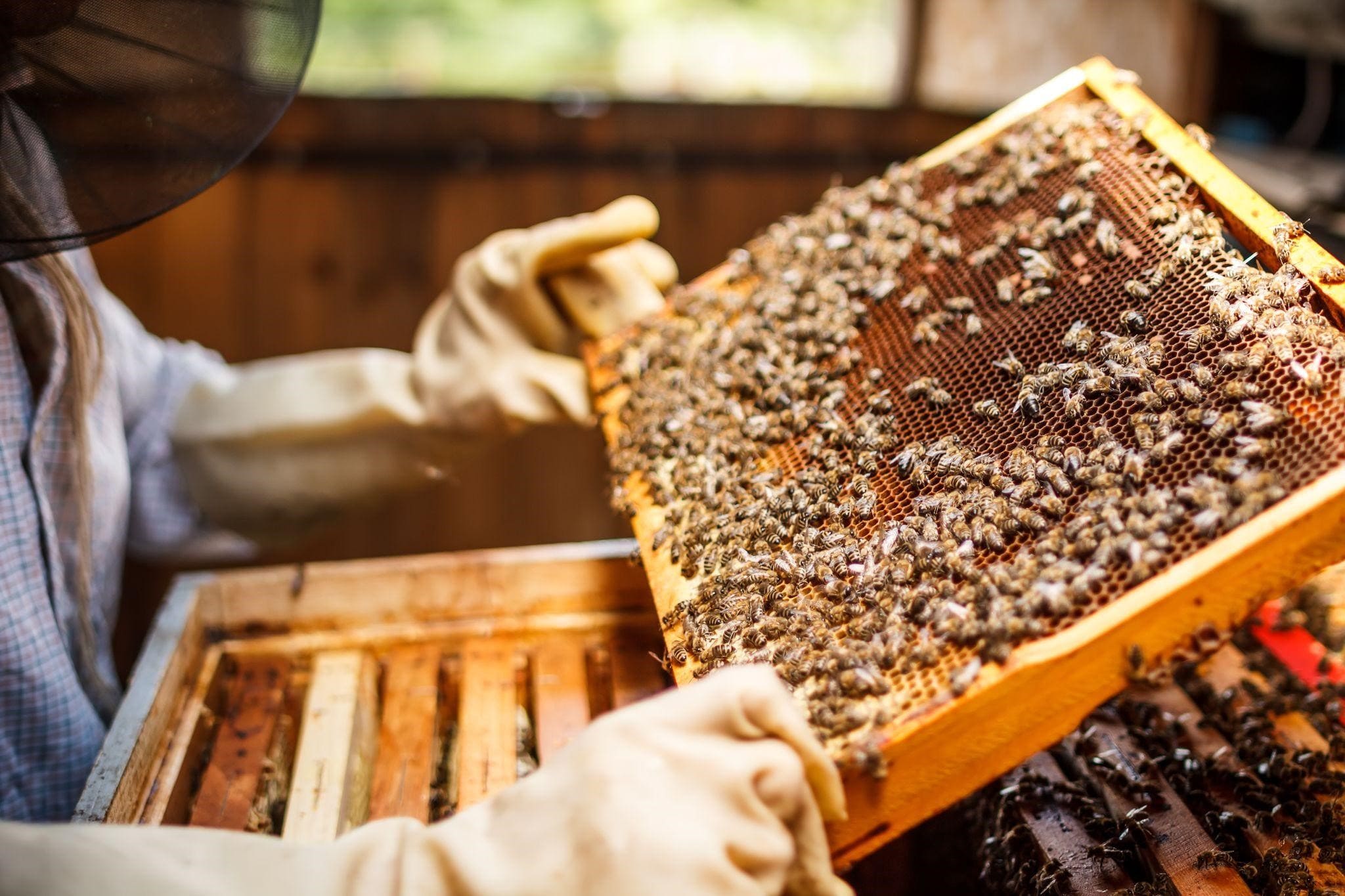 Как стать пчеловодом с нуля