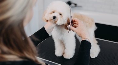 Сколько зарабатывает грумер: все о доходах в профессии